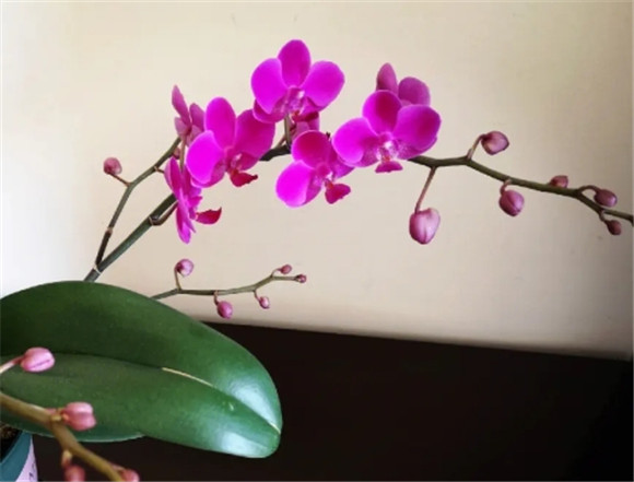 蝴蝶兰花怎样养护
