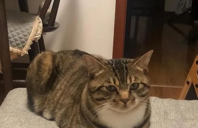 “狸花猫”有这9个表现,说明已经认你为主了! “狸花猫”有这9个表现,说明已经认你为主了!