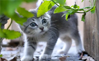 猫会叫妈妈是真的吗