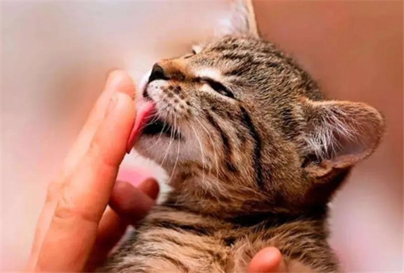 猫老想舔我的嘴是什么情况