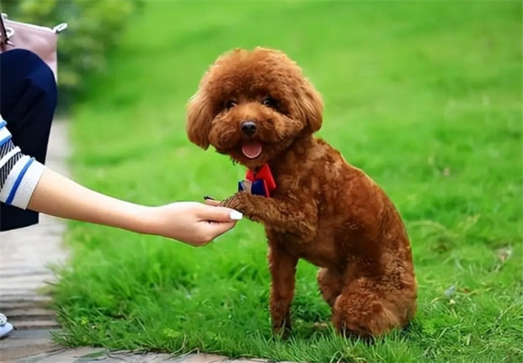 泰迪犬运动量不大，也不能用这几个方式遛狗