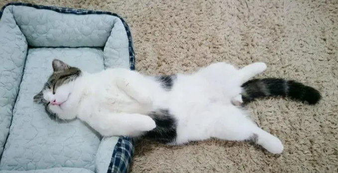 猫泌尿道感染如何合理使用抗菌药-是宠网
