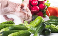 猫可以吃什么蔬菜水果