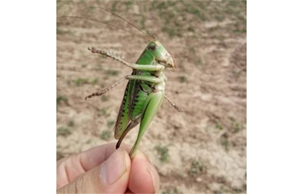 母蝈蝈有翅膀吗