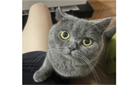 猫把眼睛瞪得溜圆是为啥
