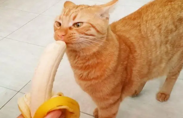 猫可以吃香蕉吗?为什么 猫可以吃香蕉吗?为什么