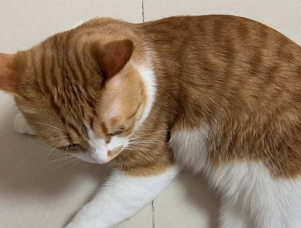 猫几岁才算成年
