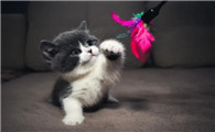 猫绝育后吐黄水