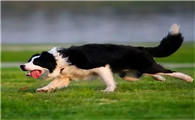 训练边境牧羊犬捡东西