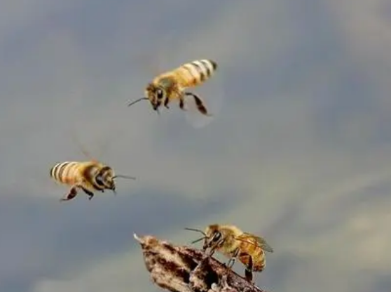 蜜蜂冬天喝水吗