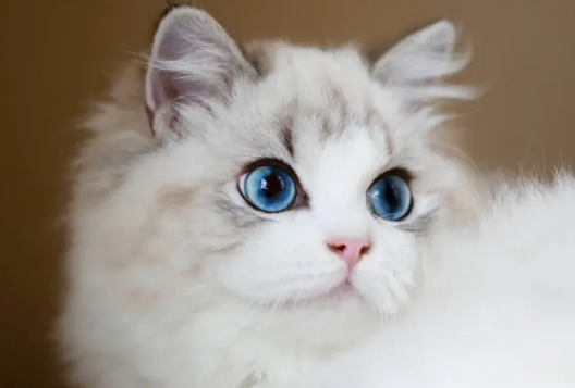 布偶猫和暹罗猫哪个值得养?这些对比很真实! 布偶猫和暹罗猫哪个值得养?这些对比很真实!