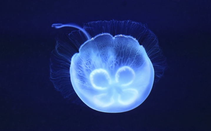 水母吃海葵吗