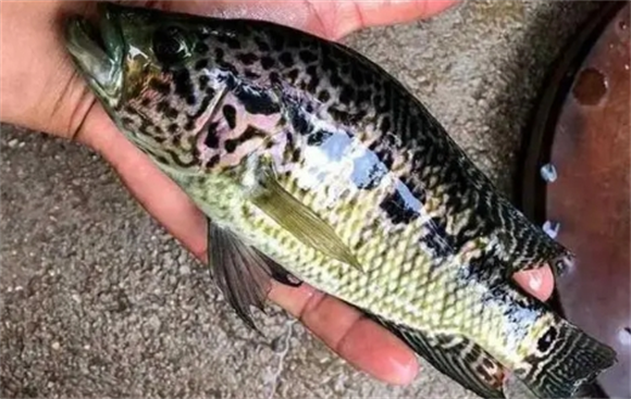 黑石斑鱼是海水鱼还是淡水鱼