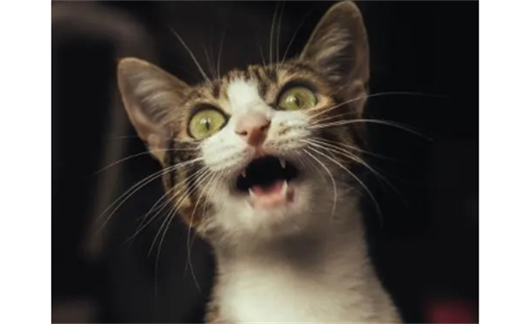 猫半夜叫打有没有用