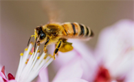蜜蜂的特征和外形