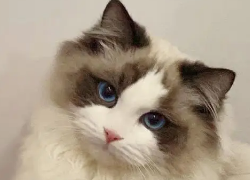 猫cfa证书多少钱 猫cfa证书多少钱