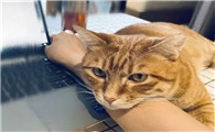 猫来起大厝是好是坏