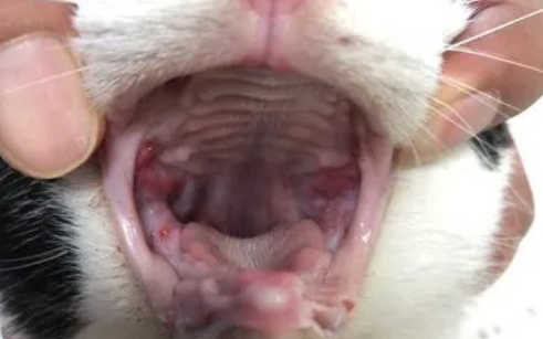 猫口炎拔牙后复发概率
