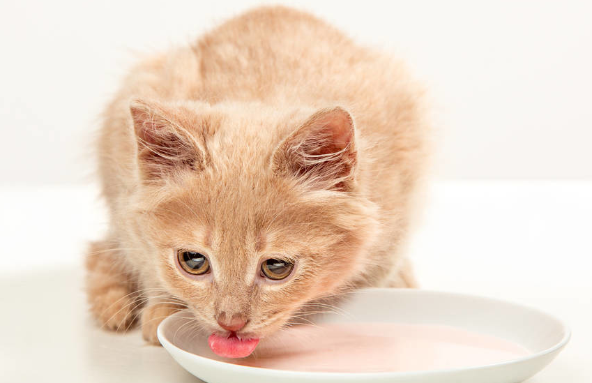猫可以吃西红柿吗 猫可以吃西红柿吗