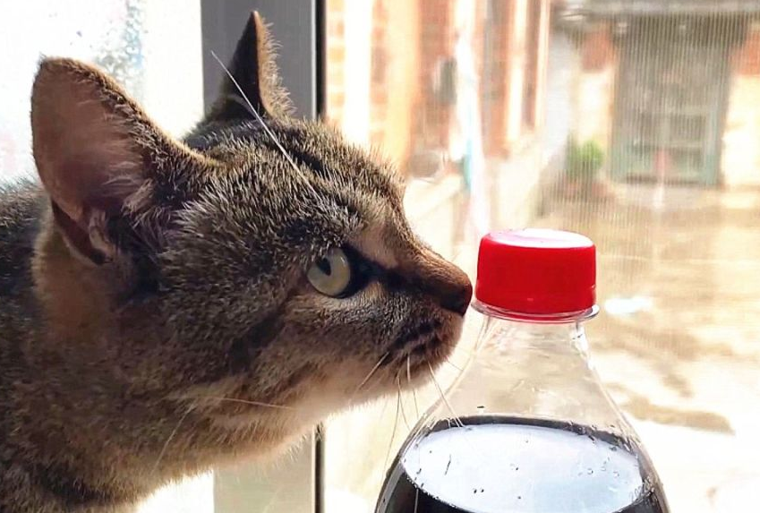 猫可以喝可乐吗 猫可以喝可乐吗