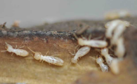 家里怎么会有白蚁是什么原因