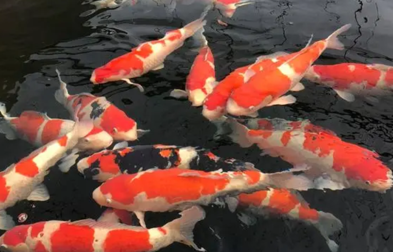 日本大日锦鲤价格