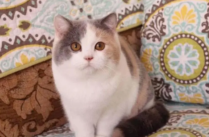 猫会吃自己的孩子吗 猫会吃自己的孩子吗