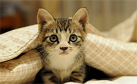 猫会出去大小便吗