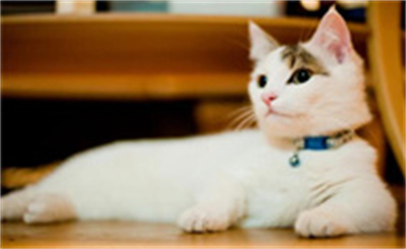 矮脚猫是什么品种？一文带你深入了解！