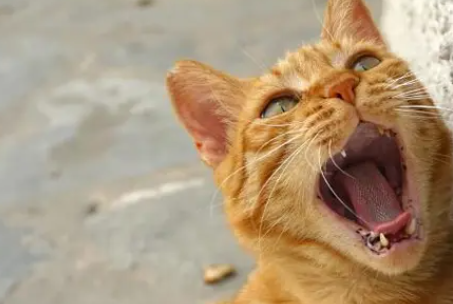 猫叫声变了是怎么回事 猫叫声变了是怎么回事