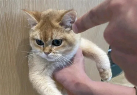 猫咪“不聪明”的表现,中了三个说明它是“蠢猫”! 猫咪“不聪明”的表现,中了三个说明它是“蠢猫”!
