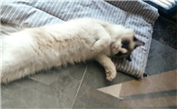猫看主人眼睛瞪得很大