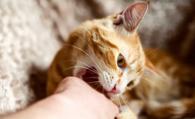 人被猫咬伤后有哪些注意事项？最新科普为你总结