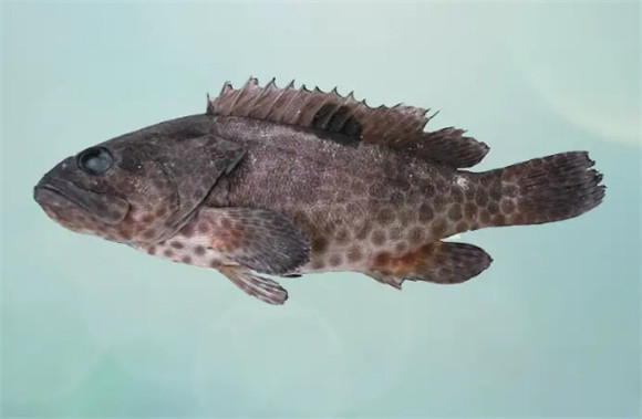 石斑鱼什么鱼 石斑鱼什么鱼
