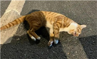 猫被车压了治疗费用贵吗