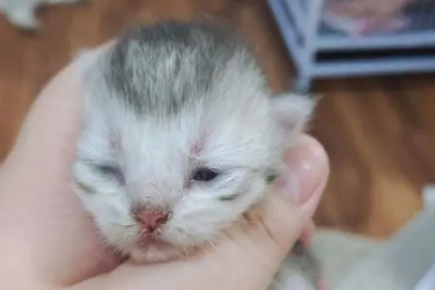 猫几天睁眼睛
