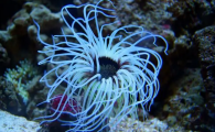 海葵是水母吗