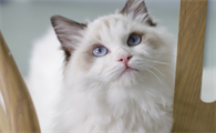猫流产能自愈吗