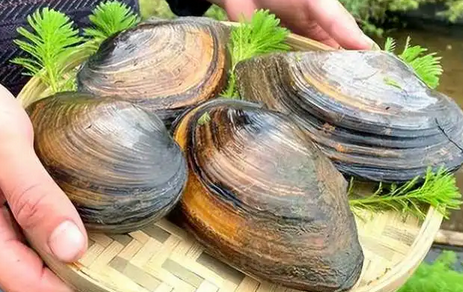 河蚌的排泄器官