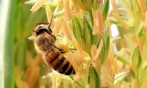 蜜蜂吃玉米粉吗