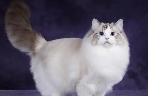 伺候布偶猫要注意哪些事项