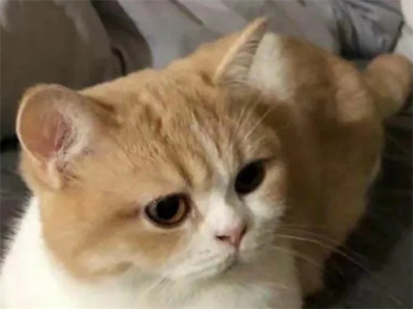 猫咪“不聪明”的表现,中了三个说明它是“蠢猫”! 猫咪“不聪明”的表现,中了三个说明它是“蠢猫”!