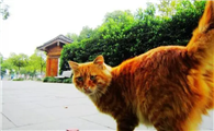 猫拦路必有缘故