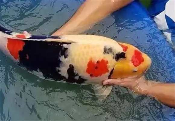 上海去哪里买锦鲤