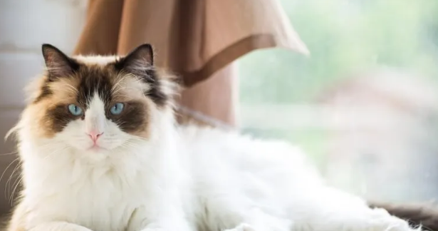 布偶猫怎么养?你知道怎么帮布偶猫选猫粮吗? 布偶猫怎么养?你知道怎么帮布偶猫选猫粮吗?