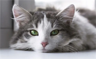 猫进房子代表什么