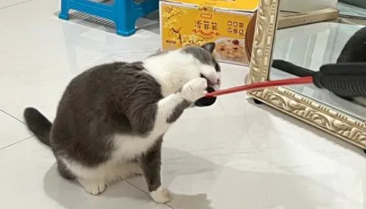 有什么是养了猫后才知道的事?