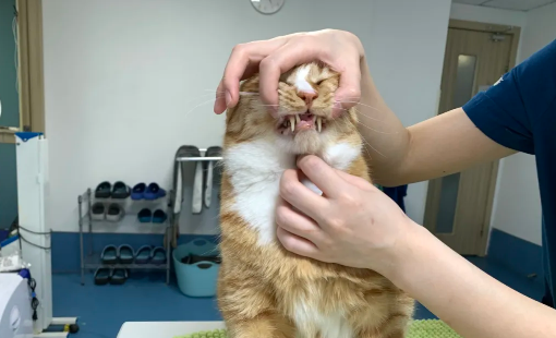 猫长寿秘诀：不同年龄段的体检方案
