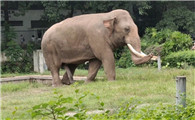 大象的腿怎么样又粗又壮