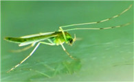 为什么蚊子有绿色的